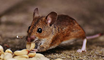 24 Hour & Emergency Exterminators in Devereux Heights, IL